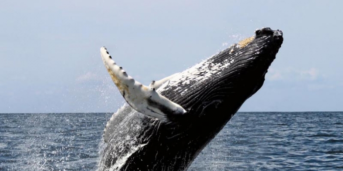 Baleias em Arraial d’Ajuda: quando agosto chegar